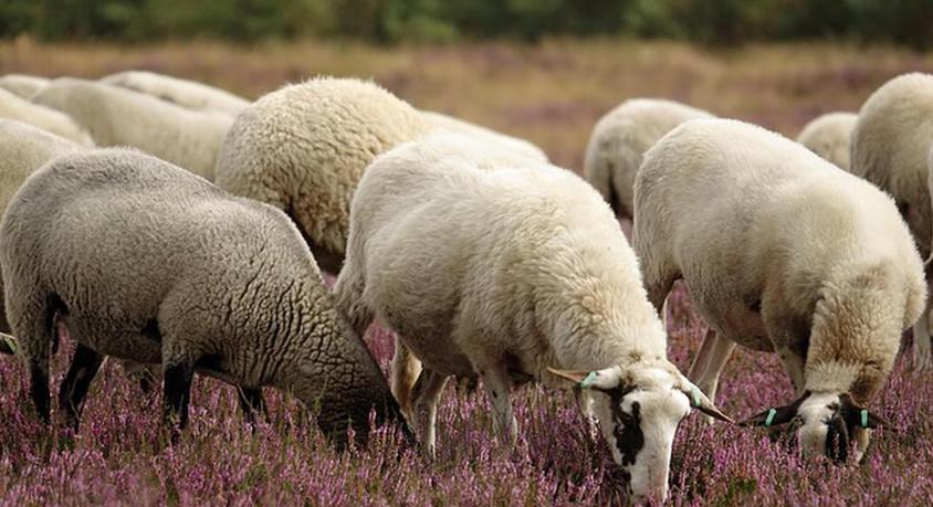 Inggris Deteksi Kasus Pertama Flu Burung pada Domba, Picu Kekhawatiran